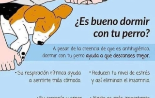 Dormir con perro o gato