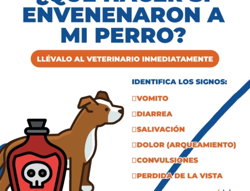 ¿Qué hacer si envenenaron a mi perro?